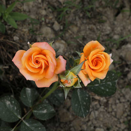 Роза спрей Макарена Садовита