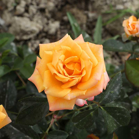 Роза спрей Макарена Садовита