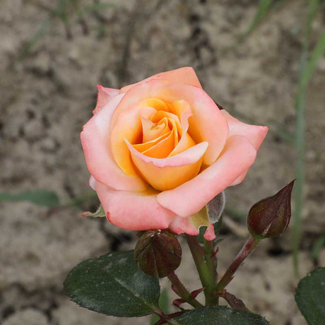 Роза спрей Макарена Садовита