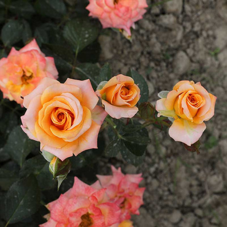 Роза спрей Макарена Садовита