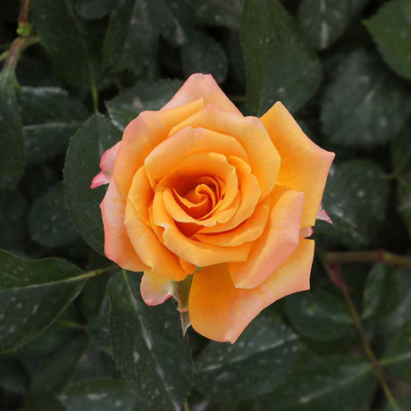 Роза спрей Макарена Садовита