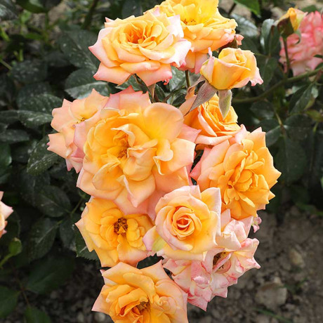 Роза спрей Макарена Садовита