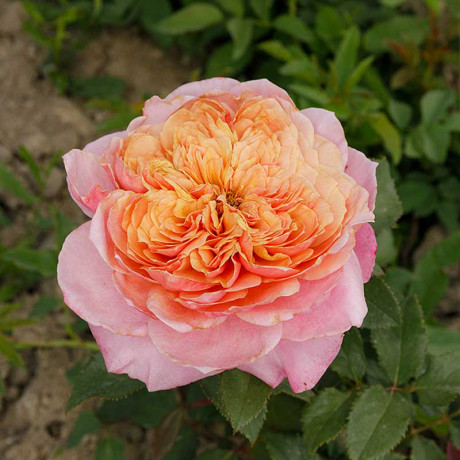 Роза шраб Мияби Садовита