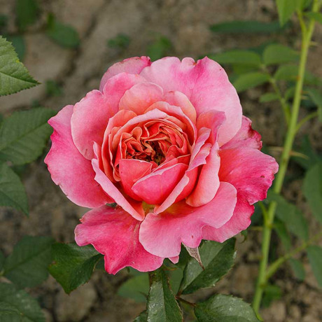 Роза шраб Мияби Садовита