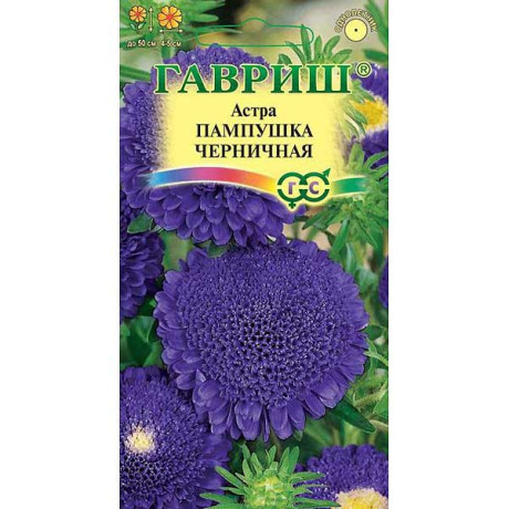 Астра Пампушка черничная Гавриш Ц