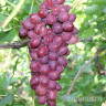 Виноград София ранний Садовита