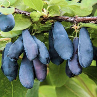 Жимолость Сибирячка Садовита