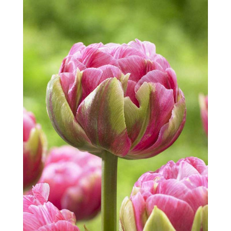 Тюльпан Авейрон 11/12 2 шт