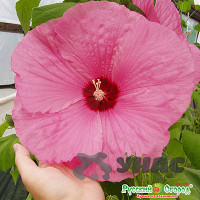 Гибискус Русский размер НК Ц