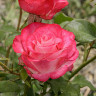 Роза чайно-гибридная Хай Кэнди Садовита
