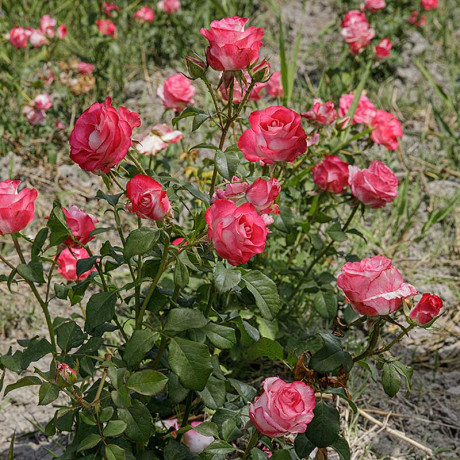 Роза чайно-гибридная Хай Кэнди Садовита