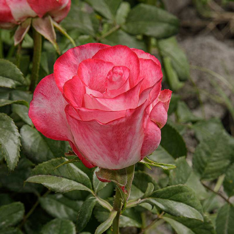 Роза чайно-гибридная Хай Кэнди Садовита