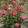 Роза чайно-гибридная Хай Кэнди Садовита