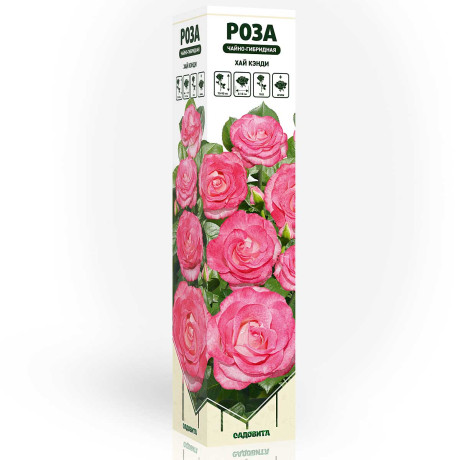 Роза чайно-гибридная Хай Кэнди Садовита