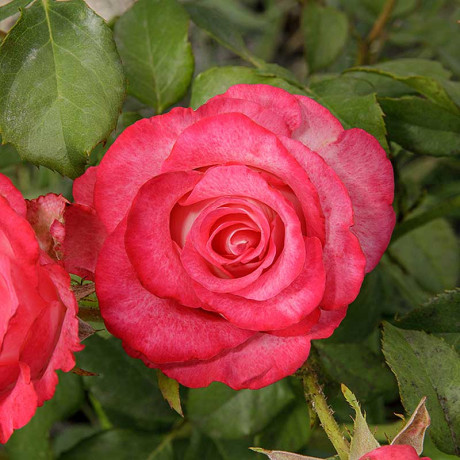 Роза чайно-гибридная Хай Кэнди Садовита