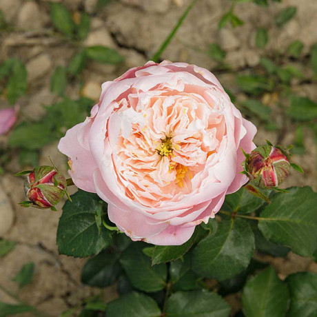 Роза шраб Плум Садовита