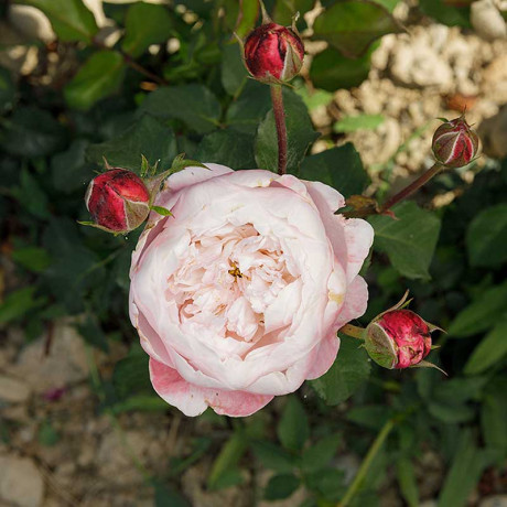 Роза шраб Плум Садовита