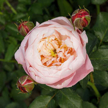 Роза шраб Плум Садовита