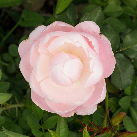 Роза шраб Плум Садовита