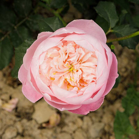 Роза шраб Плум Садовита