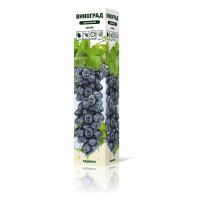 Виноград Забава сверхранний Садовита