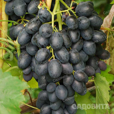 Виноград Фурор ранний Садовита
