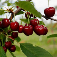 Вишня Харитоновская Садовита