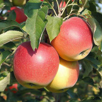 Яблоня Лигол (полукарлик) Садовита