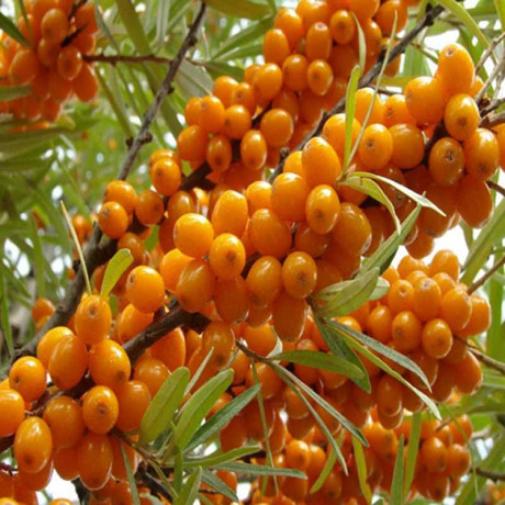 Облепиха Августина Садовита