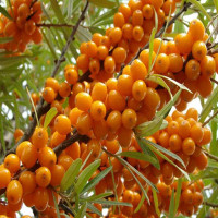 Облепиха Августина Садовита