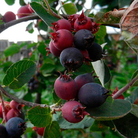 Ирга Смоуки Садовита