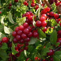 Вишня войлочная Натали Садовита