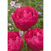 Тюльпан Липстик Глоу 11/12 3 шт