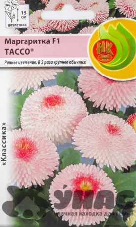 Маргаритка Тассо НК Ц