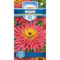 Циния Мадам Гавриш Ц