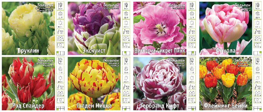 Витрина Тюльпан Махров., 2-Й Эффект