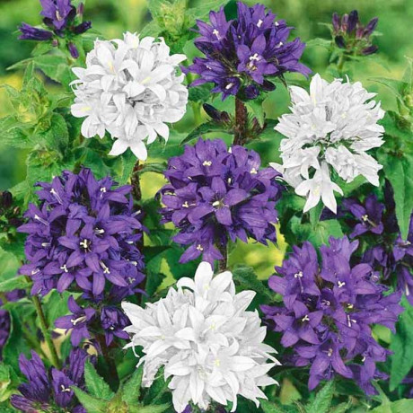 Колокольчик Букетный Аэлита Лидер