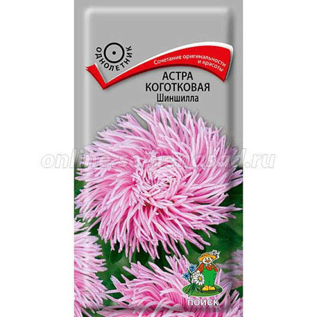 Астра Шиншилла коготковая Поиск Ц