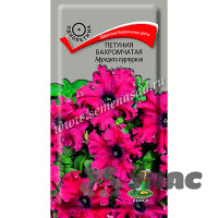 Петуния Афродита пурпурная бахромч Поиск Ц