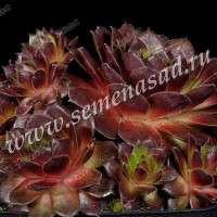 Молодило Кровельное Поиск Ц