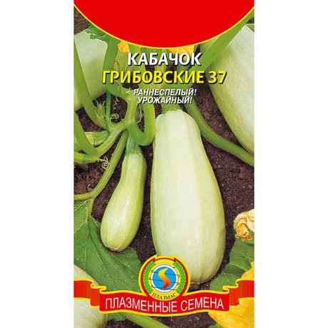 Кабачок Грибовские 37 Плазма Ц