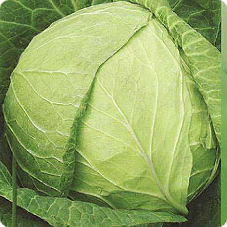 Капуста Фарао F1 2500шт Бейо