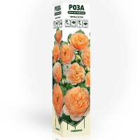 Роза шраб Чарльз Остин (английский) Садовита