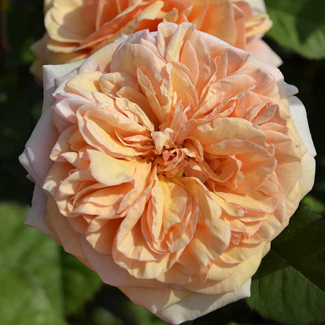 Роза шраб Чарльз Остин (английский) Садовита