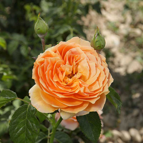 Роза шраб Чарльз Остин (английский) Садовита