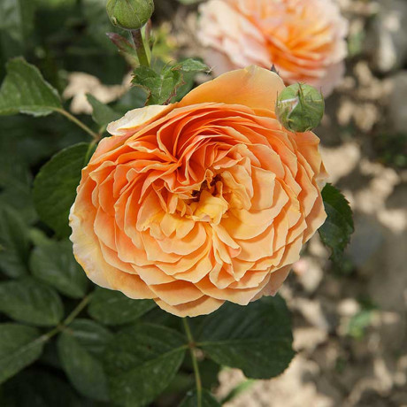 Роза шраб Чарльз Остин (английский) Садовита