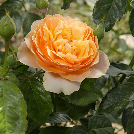 Роза шраб Чарльз Остин (английский) Садовита