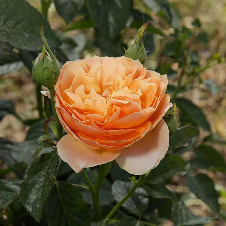 Роза шраб Чарльз Остин (английский) Садовита