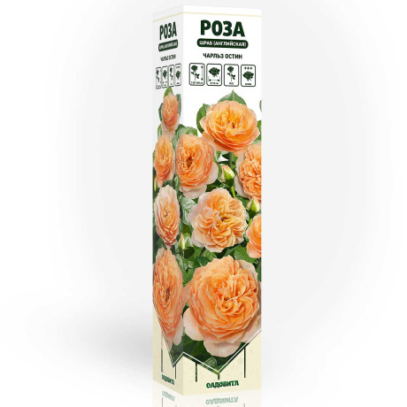Роза шраб Чарльз Остин (английский) Садовита