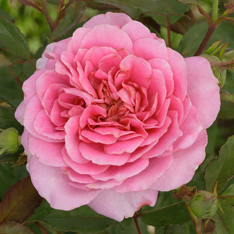 Роза шраб Робе а ля Франсез Садовита